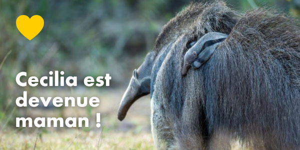 La femelle tamanoir secourue Cecilia est devenue mère