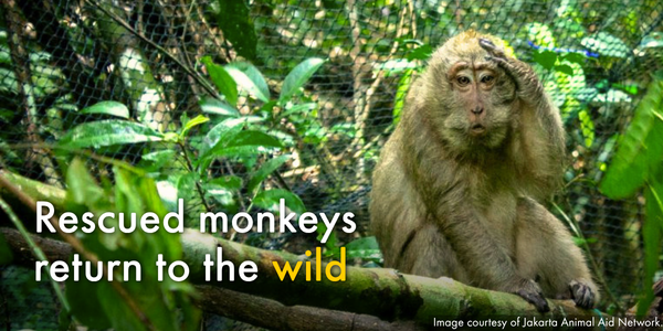 Rescued monkeys return to the wild