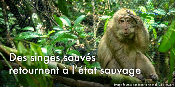 Des singes sauvés retournent à l’état sauvage