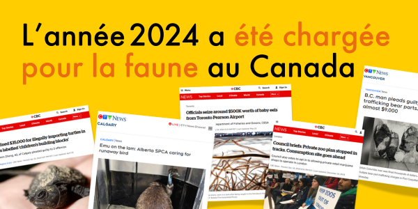 L’année 2024 a été chargée pour la faune au Canada 