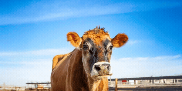 De bonnes nouvelles pour les animaux, grâce à vous 