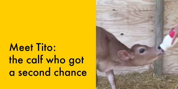 Meet Tito: the calf who got a second chance