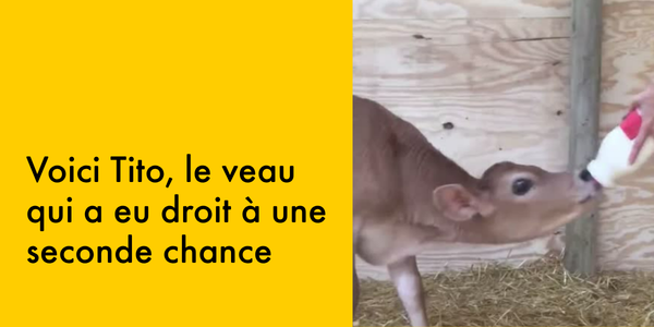 Voici Tito, le veau qui a eu droit à une seconde chance