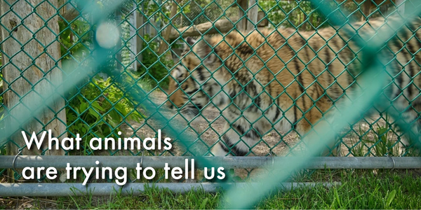 What animals are trying to tell us