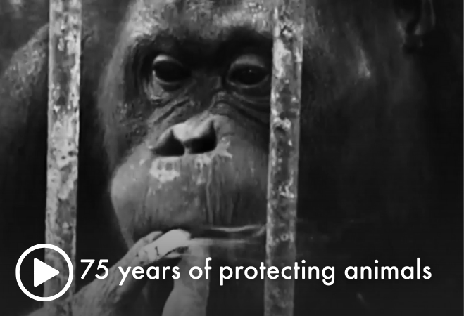 75 years of protecting animals
