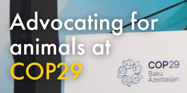 Advocating for animals at COP29