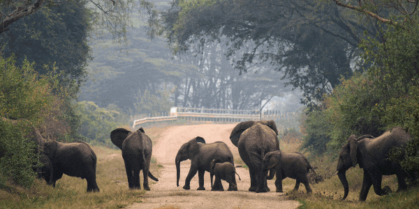 Compassion shapes every animal's journey