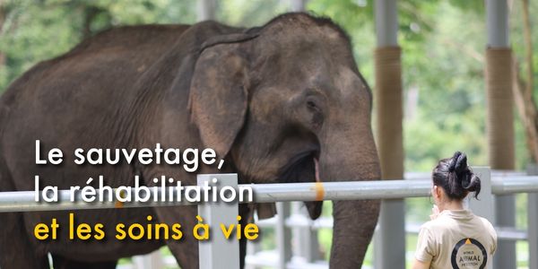 Le sauvetage, la réhabilitation et les soins à vie