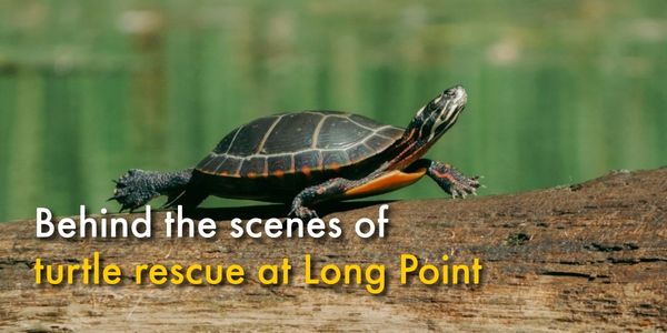 Behind the scenes of turtle rescue at Long Point