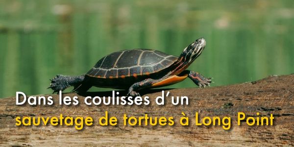 Dans les coulisses d’un sauvetage de tortues à Long Point
