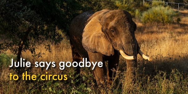 Julie says goodbye to the circus
