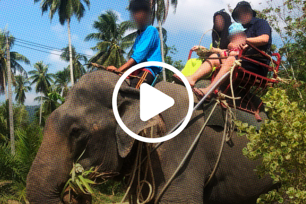 Bred to Entertain elephant report video