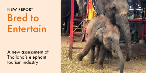 New report: Bred to Entertain