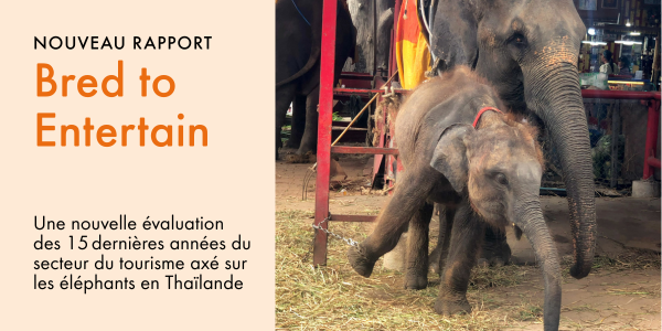 Nouveau rapport : « Bred to Entertain »