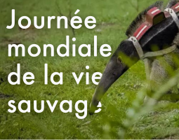 Journée mondiale de la vie sauvage