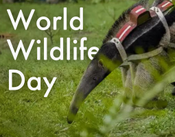 World Wildlife Day