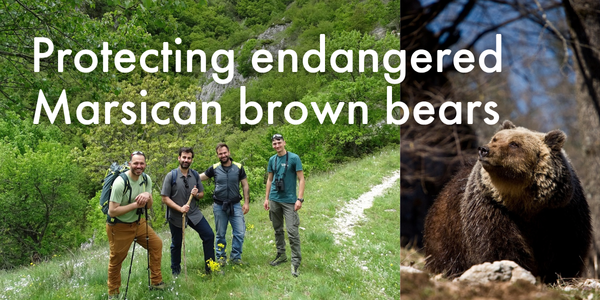 Protecting endangered Marsican brown bears
