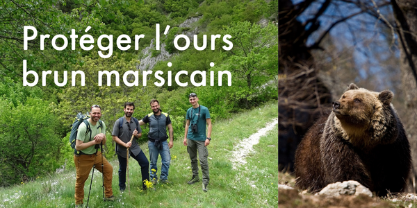 Protéger l’ours brun marsicain