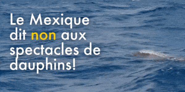 Le Mexique dit non aux spectacles de dauphins! 