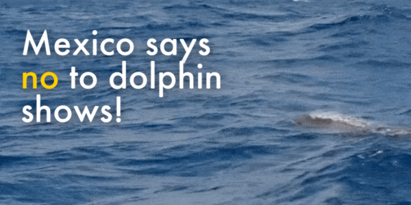 Mexico says no to dolphin shows!