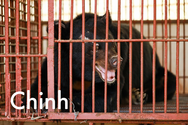 Chinh the rescued bear