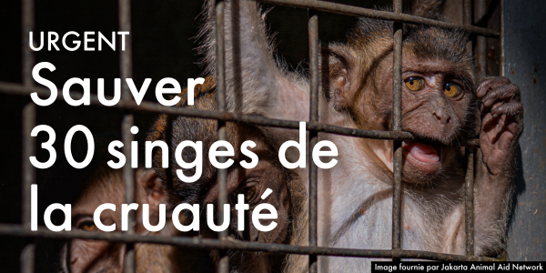 Sauver 30 singes de la cruauté 