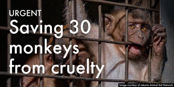 Urgent: Saving 30 monkeys from cruelty