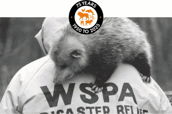 75 years of protecting animals | 1950 to 2025