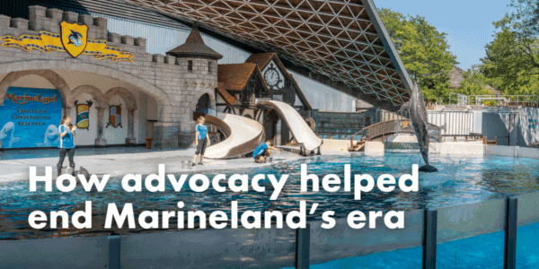 How advocacy helped end Marineland's era