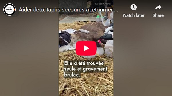 Aider deux tapirs secourus à retourner en nature
