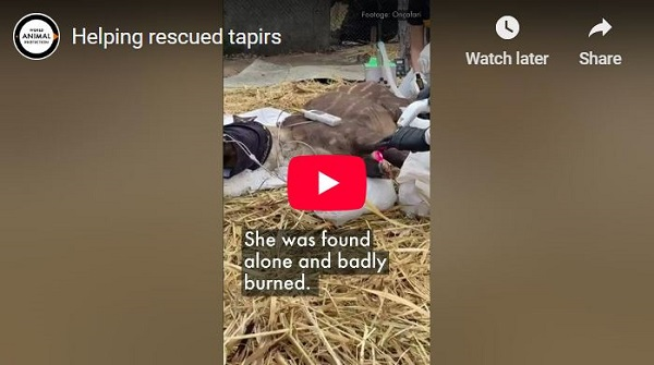 Helping rescued tapirs
