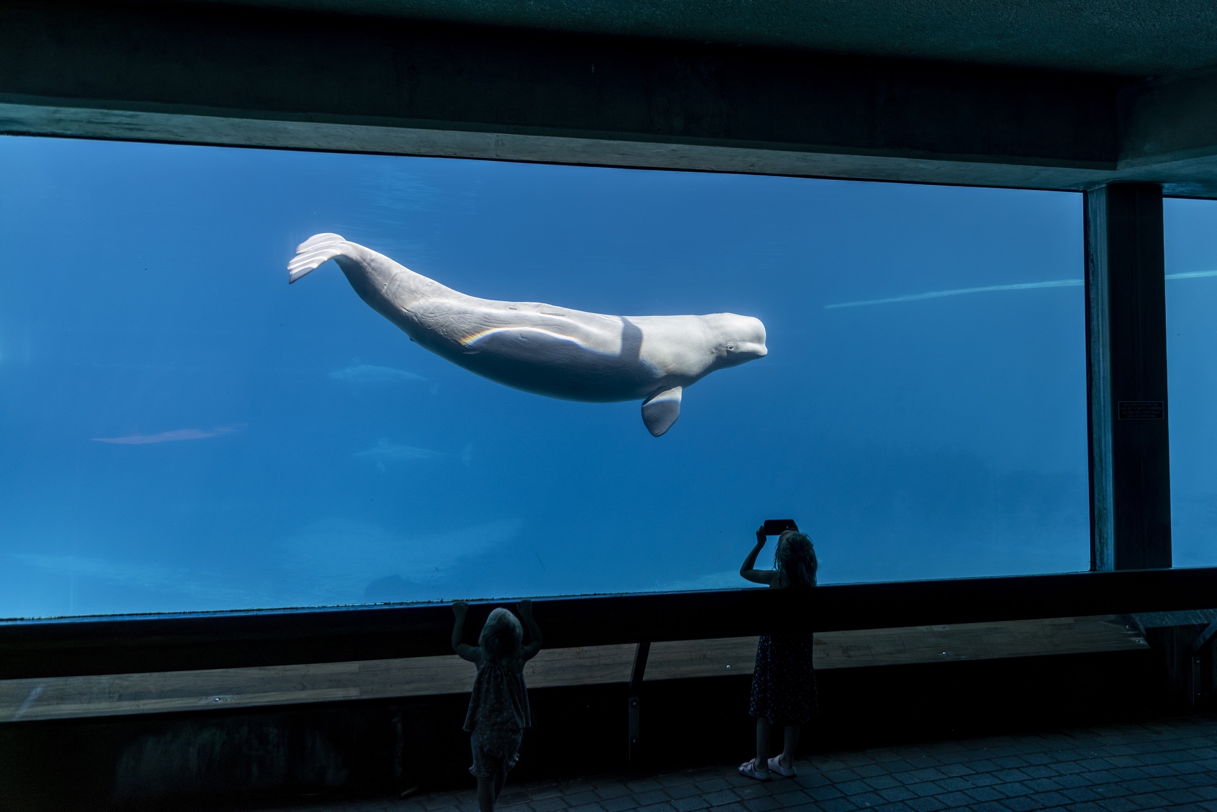 Captive beluga at Marineland