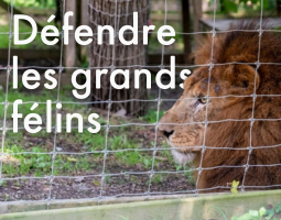 Défendre les grands félins