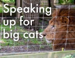 Speaking up for big cats