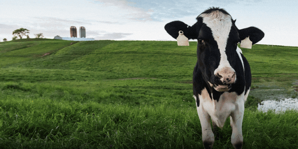 Wellbeing for all species