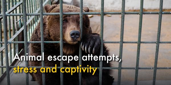 Animal escape attempts, stress and captivity