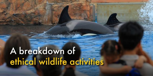 Ethical wildlife activities