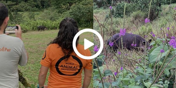 April 27 marked World Tapir Day – a celebration of one of the rainforest’s quietest ecosystem builders