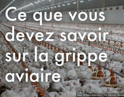 Ce que vous devez savoir sur la grippe aviaire  