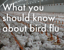 What you should know about bird flu