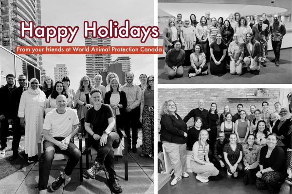 Happy Holidays from World Animal Protection!