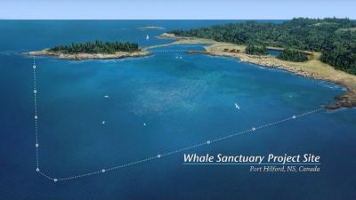 Whale Sanctuary Project