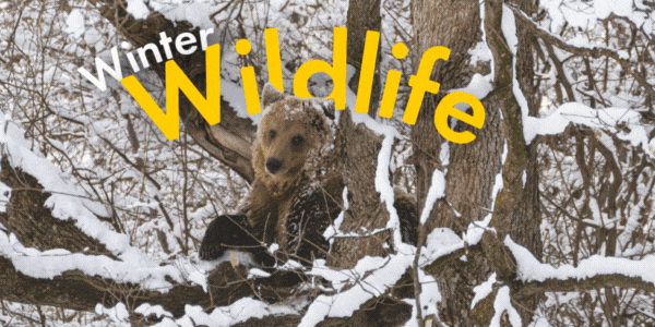 Winter Wildlife Activity Book