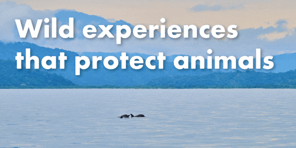 Wild experiences that protect animals.
