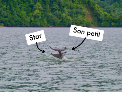 L’amour d’une mère dans la nature : rencontrez Star et son delphineau