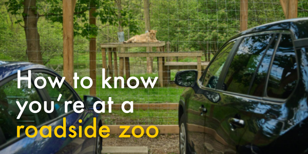 How to know you're at a roadside zoo