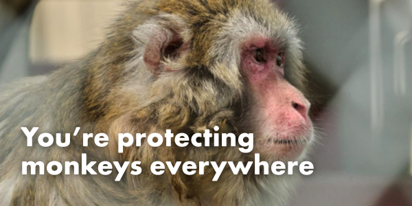 You're protecting monkeys everywhere