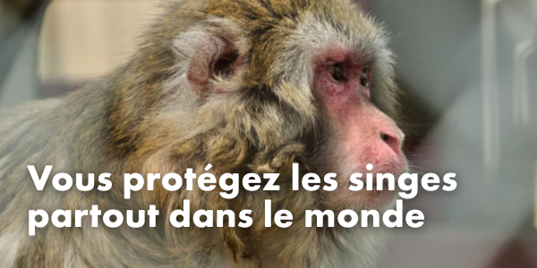 Vous protégez les singes partout dans le monde