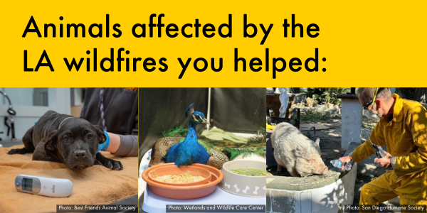 Animals affected by the LA wildfires you helped