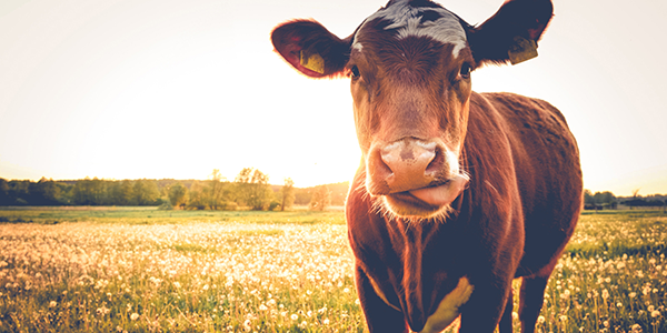 Cow in a field